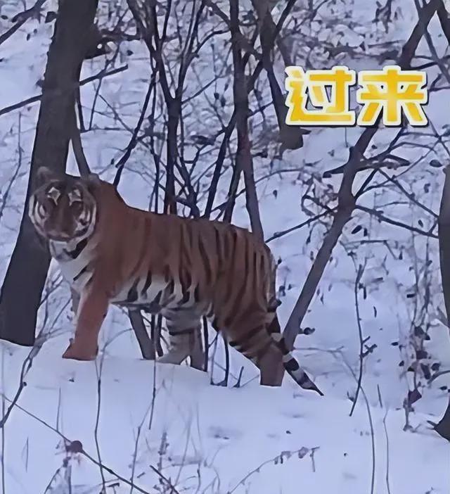 游客偶遇野生东北虎，本地人的真实经历分享