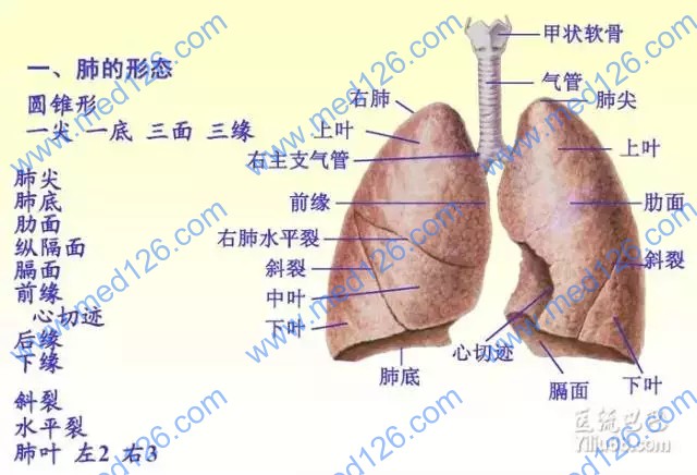 肺炎最新病理概述