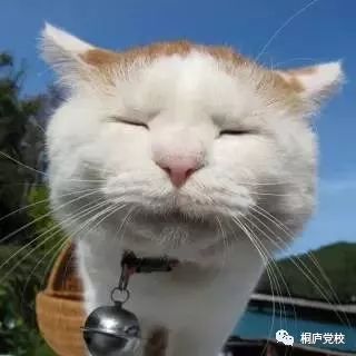 猫石对话揭秘，11月7日运势大解密与宝藏小店的超准运势指南