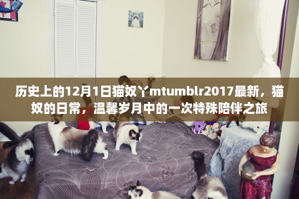 温馨岁月中的特殊陪伴之旅，猫奴的日常与猫奴丫mtumblr 2017最新分享