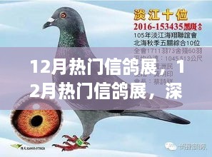 深度探讨，12月热门信鸽展的价值与影响分析