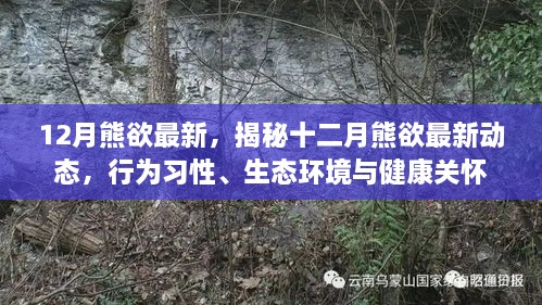 12月熊欲最新，揭秘十二月熊欲最新动态，行为习性、生态环境与健康关怀