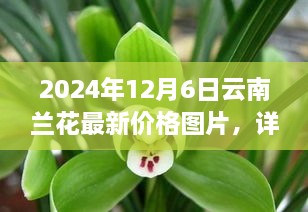 2024年云南兰花最新价格与图片概览，详细评测与介绍