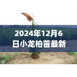 2024年小龙柏苗市场深度解析，最新价格、行业地位与市场风云