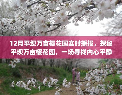 探秘平坝万亩樱花园，冬日寻找内心平静的旅行纪实