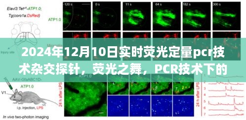 荧光之舞，PCR技术下的实时荧光定量PCR杂交探针温情日常（2024年12月10日）