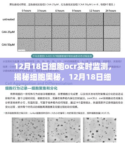 揭秘细胞奥秘，细胞OCR实时监测新发现，开启细胞研究新篇章（12月18日）