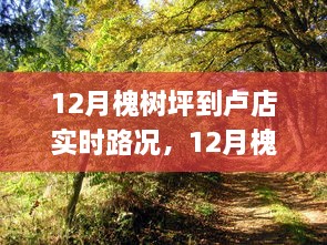 12月槐树坪至卢店路况实时导航与行车指南，初学者到进阶用户的必备参考