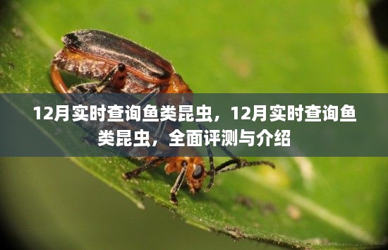 12月鱼类昆虫实时查询，全面评测与详细介绍