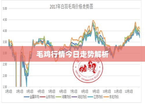 毛鸡行情今日走势解析