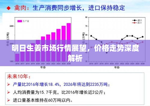 明日生姜市场行情展望，价格走势深度解析