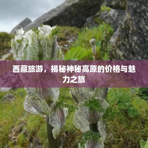 西藏旅游，揭秘神秘高原的价格与魅力之旅