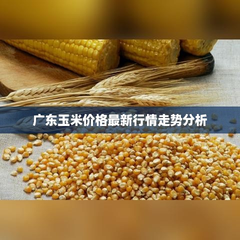 广东玉米价格最新行情走势分析