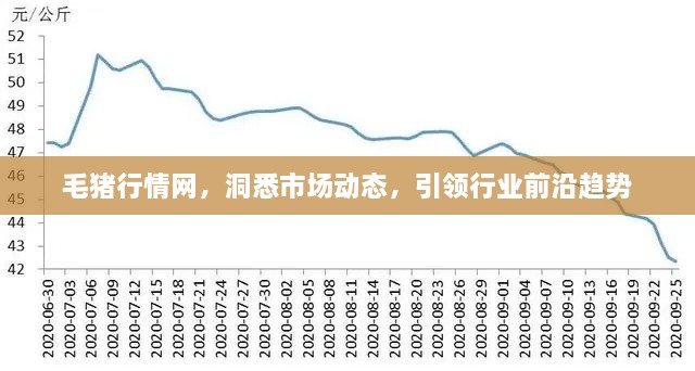 毛猪行情网，洞悉市场动态，引领行业前沿趋势