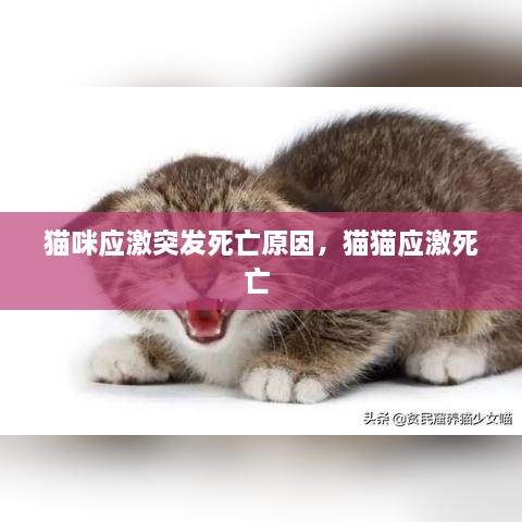 猫咪应激突发死亡原因，猫猫应激死亡 