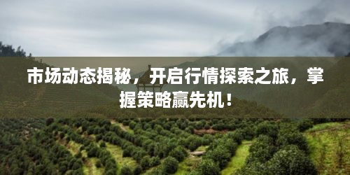 市场动态揭秘，开启行情探索之旅，掌握策略赢先机！