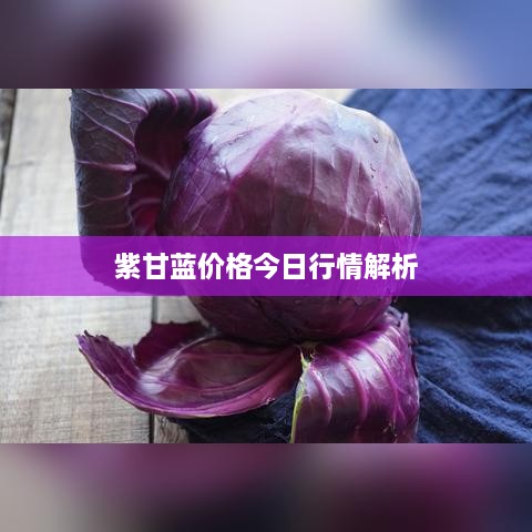 紫甘蓝价格今日行情解析