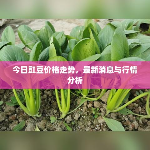 今日豇豆价格走势，最新消息与行情分析