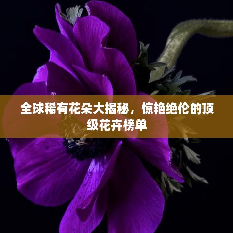 全球稀有花朵大揭秘，惊艳绝伦的顶级花卉榜单