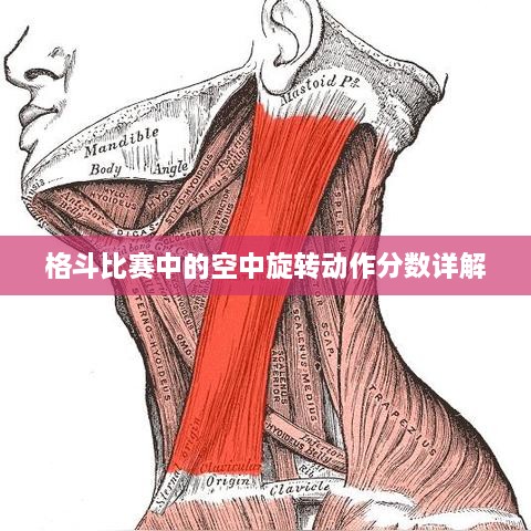 格斗比赛中的空中旋转动作分数详解