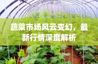 蔬菜市场风云变幻，最新行情深度解析