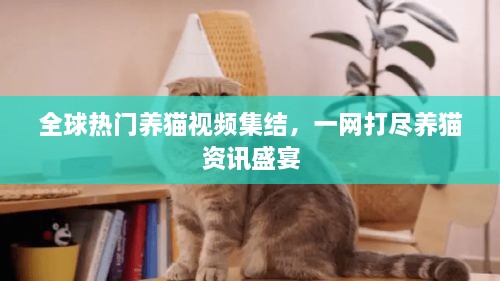 全球热门养猫视频集结，一网打尽养猫资讯盛宴