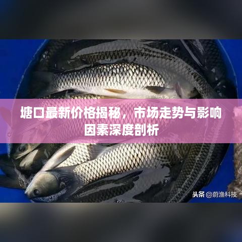 塘口最新价格揭秘，市场走势与影响因素深度剖析