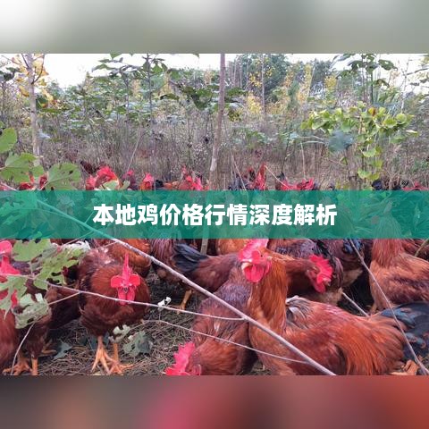 本地鸡价格行情深度解析