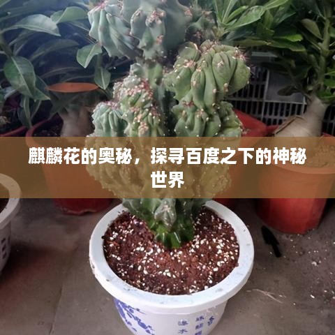 麒麟花的奥秘，探寻百度之下的神秘世界