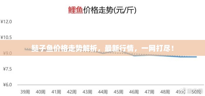 鲢子鱼价格走势解析，最新行情，一网打尽！