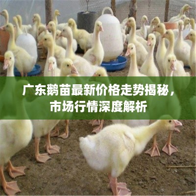 广东鹅苗最新价格走势揭秘，市场行情深度解析