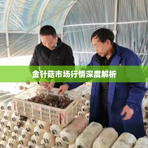 金针菇市场行情深度解析