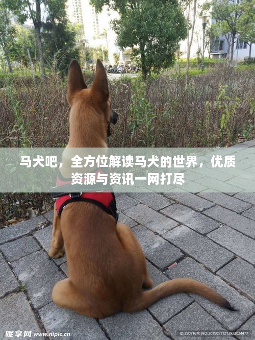 马犬吧，全方位解读马犬的世界，优质资源与资讯一网打尽