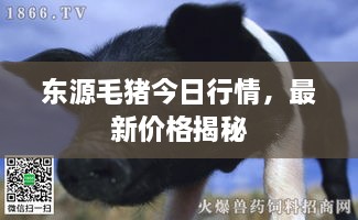 东源毛猪今日行情，最新价格揭秘