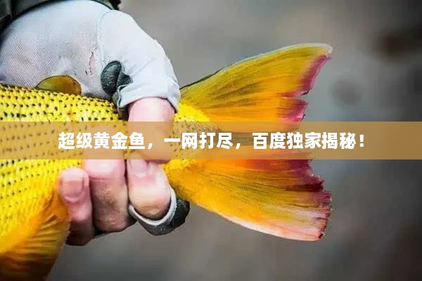 超级黄金鱼，一网打尽，百度独家揭秘！