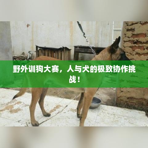 野外训狗大赛，人与犬的极致协作挑战！