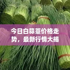 今日白蒜薹价格走势，最新行情大揭秘