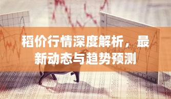 稻价行情深度解析，最新动态与趋势预测