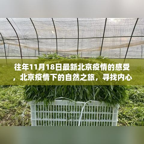 北京疫情下的自然之旅，寻找内心的宁静与力量，历年11月18日疫情感受回顾