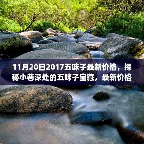 探秘小巷深处的五味子宝藏，最新价格与独特故事（2017年11月20日）