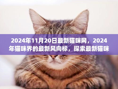 探索最新猫咪网，2024年猫咪界的最新风向标