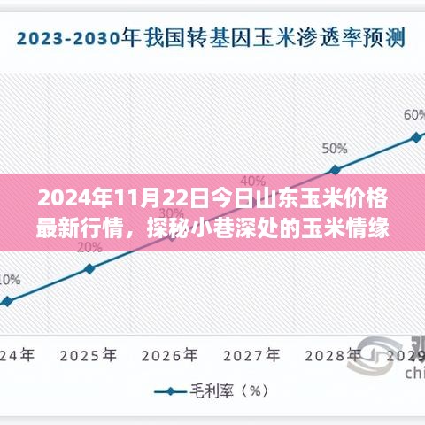 2024年11月22日今日山东玉米价格最新行情，探秘小巷深处的玉米情缘，山东玉米价格新行情与一家风味小店的奇遇