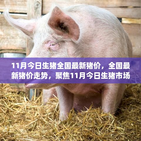 聚焦11月今日生猪市场，全国最新猪价走势与背景分析