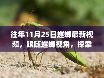 跟随螳螂视角，探索自然秘境的心灵之旅——往年11月25日最新视频发布