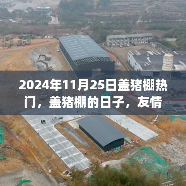 盖猪棚的日子，友情、家庭与温馨记忆的诞生（2024年11月25日热门盖棚纪实）