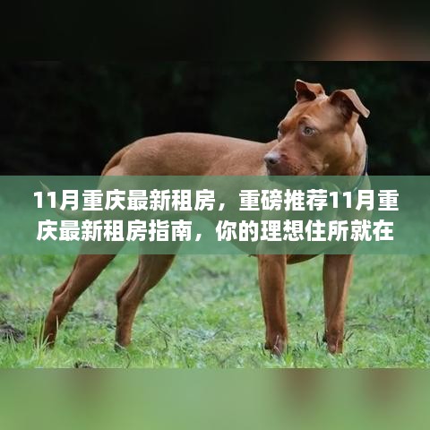 11月重庆最新租房指南，理想住所推荐，租房不再迷茫！