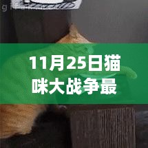 11月25日猫咪大战争最新版下载，玩家观点与争议探讨