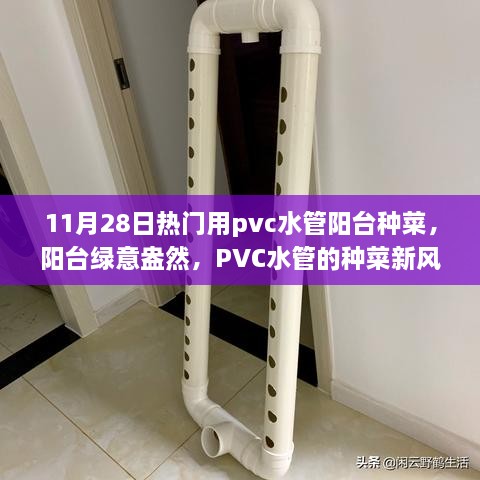 PVC水管阳台种菜新风尚，绿意盎然的生活创意