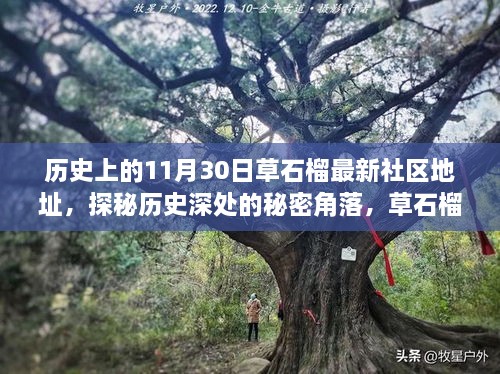 探秘历史深处的秘密角落，草石榴最新社区地址的神秘小店之旅纪实报道