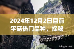 探秘都市角落的珍稀平菇秘境，热门品种与珍稀菌种之旅（2024年12月2日）